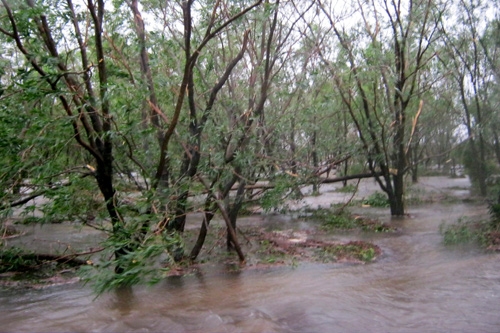 Chưa thể thống kê hết số lượng cây xanh bị gãy đổ trên địa bàn tỉnh Hà Tĩnh.