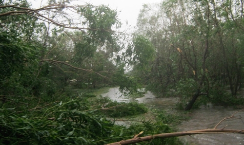 Nhiều cây xanh bị gãy.