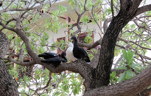 Trưa nắng đàn ngan cũng leo lên cây phong ba để hóng gió mát.
