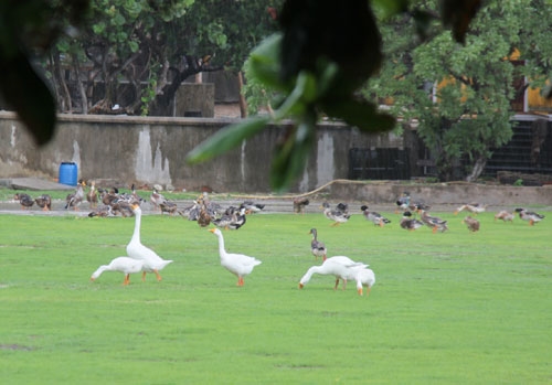 Sau mỗi trận mưa, sân vận động là nơi tập trung các loài gia cầm.