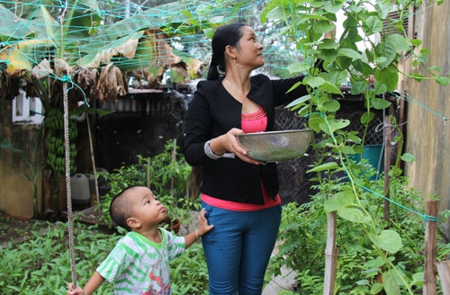 Vườn rau xanh trên đảo.