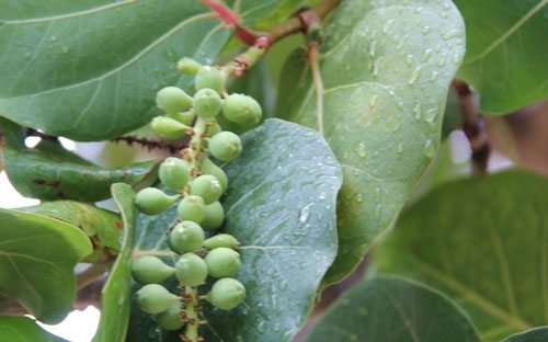 Những chùm quả trà mọng nước khi gặp mưa rào.