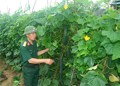 Quy trình kỹ thuật trồng và chăm sóc giống bí xanh số 1