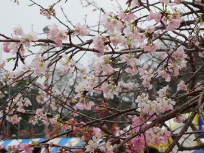 Hoa anh đào Nhật Bản khoe sắc tại Thủ đô Hà Nội