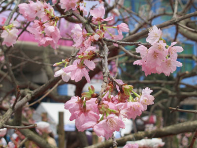 Hoa anh đào Nhật Bản khoe sắc tại Thủ đô 