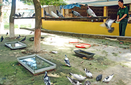 Mô hình chăn nuôi chim bồ câu Pháp ở Lữ đoàn xe tăng 202
