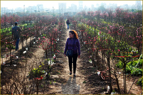 ĐÂU CHỈ VÌ HOA?