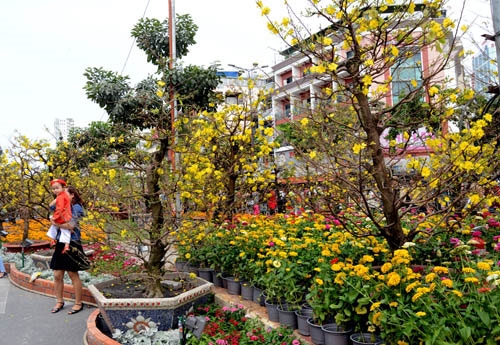 Hoa mai, hình ảnh không thể thiếu của mùa xuân Nam Bộ