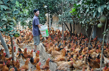 TÁI CƠ CẤU CHĂN NUÔI – ĐÒI HỎI CẤP THIẾT