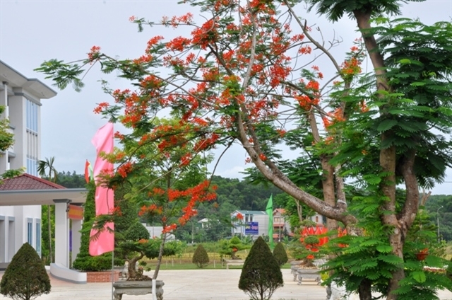 Hoa phượng rực rỡ tại nhà chỉ huy Trung đoàn 148.