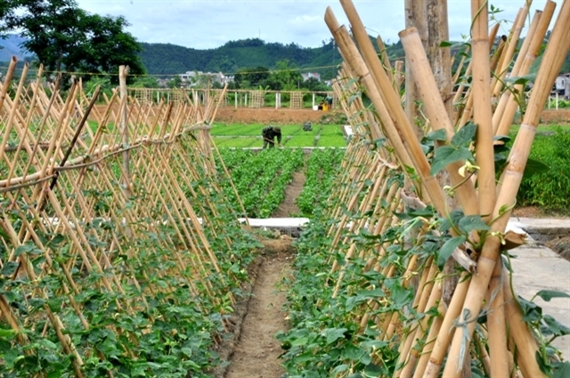 Vườn tăng gia đẹp, quy củ tại Trung đoàn 246, Sư đoàn 346.
