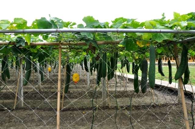 Các vườn tăng gia tại Trung đoàn 246, Sư đoàn 346 luôn cho năng suất cao.