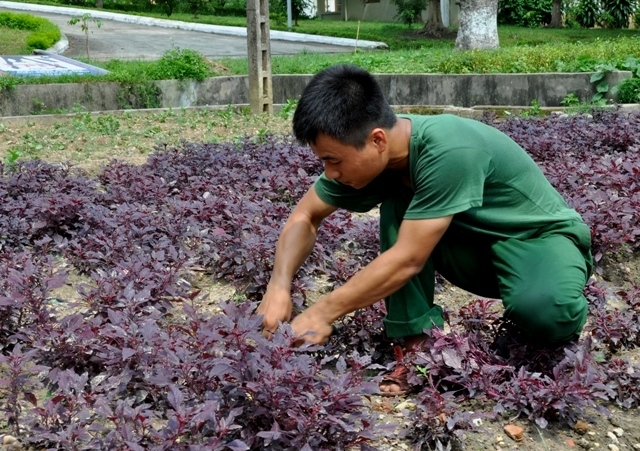 Thu hoạch rau tại Lữ đoàn 86.
